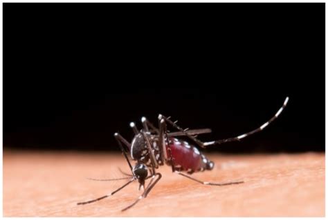 What is the Difference Between Dengue and Severe Dengue? 5 Symptoms to ...