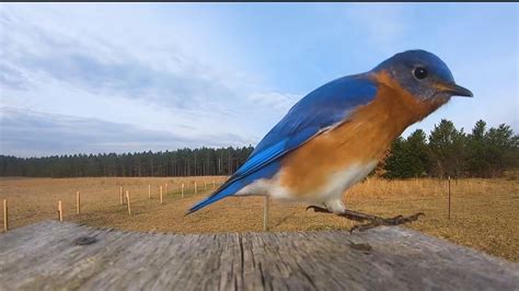 Eastern Bluebird In Flight