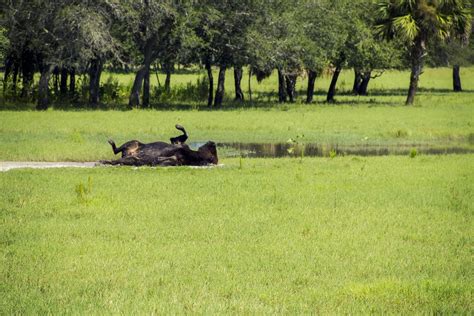 Swamp Buggy Eco Tour | Billie Swamp Safari