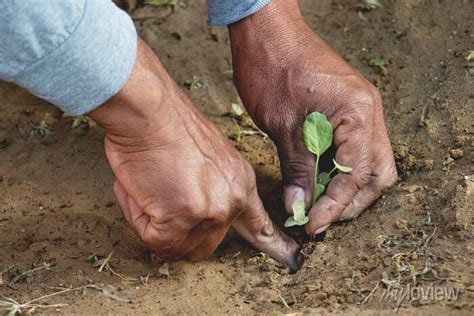 Manos De Una Persona Sembrando Una Planta Cultivo De Plantas Wall