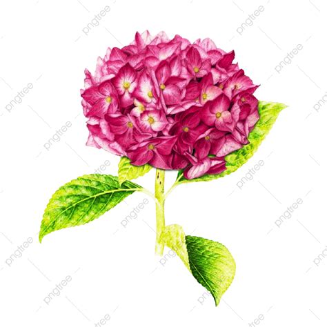 Watercolor Hydrangeas Png Transparent Handpainted Watercolor Hydrangea