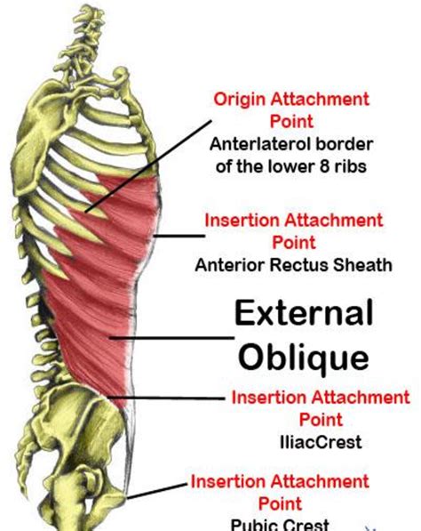 Figure 2 from Role of Low Lying Pubic Tubercle in the Development of ...