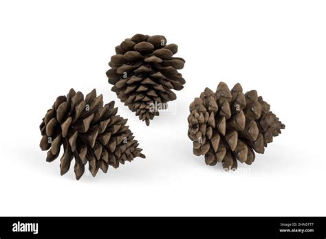 Pinecone Isolated On A White Background D Render Stock Photo Alamy