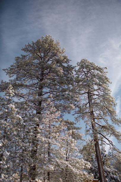 40+ Idyllwild Snow Stock Photos, Pictures & Royalty-Free Images - iStock