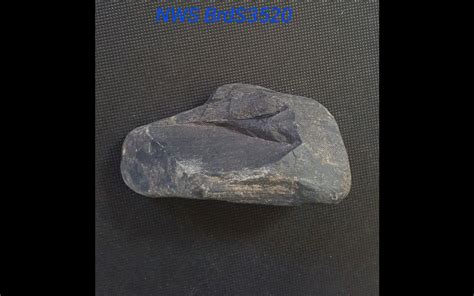 Nws Brds3518 North American Indian Birdstone Pre 1600s 458 X 258