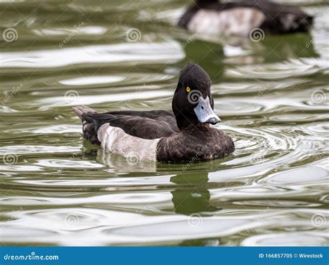 Tir De Focalisation S Lectif D Un Canard Noir Et Blanc Avec Des Yeux