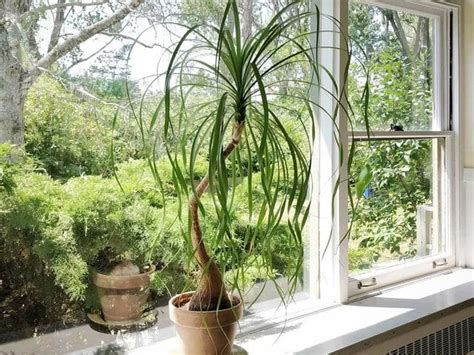 C Mo Cuidar La Planta Pata De Elefante En Interiores Succulent Avenue