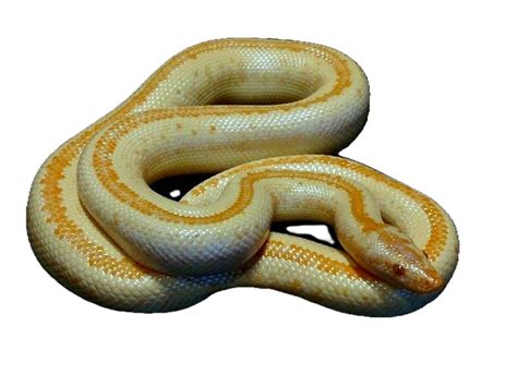 AVAILABLE | Rosy Boa Morphs