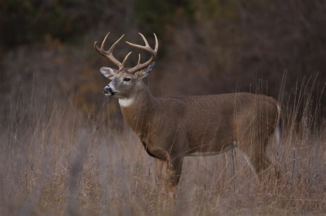 Chronic Wasting Disease in Deer - Alabama Cooperative Extension System