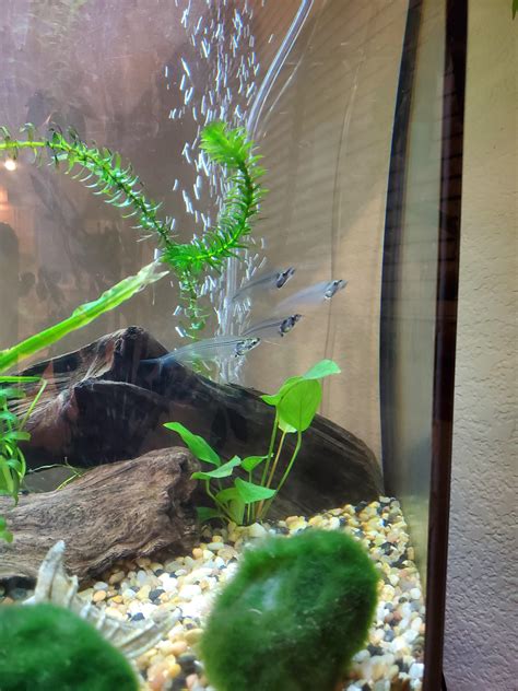 aquariums for cats 6