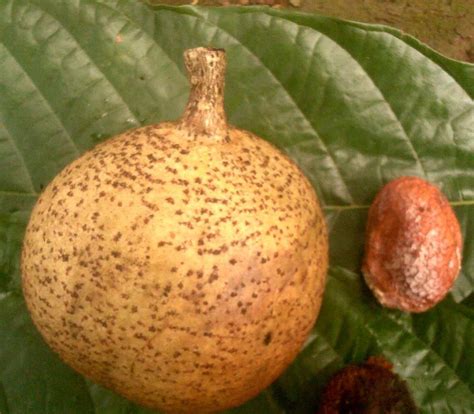 Mammea Africana African Mamey Apple Seeds