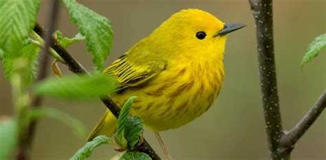 Yellow Bird Spiritual Meaning and Symbolism | Astrology.com