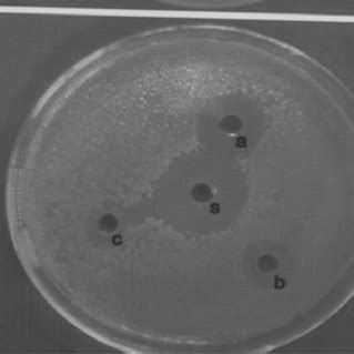 Agar Well Diffusion Assay Of Lavender Oil Against Bacillus Subtilis