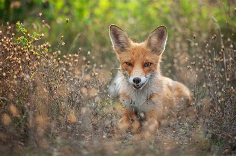 Retrato De Uma Raposa Vermelha Vulpes Num Belo Pano De Fundo Foto De