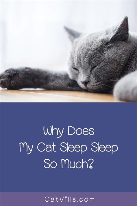 Why Do Cats Sleep So Much 3 Most Common Reasons Cat Sleeping Cat Behavior Problems Cats