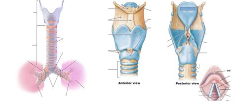 larynx and trachea Diagram | Quizlet