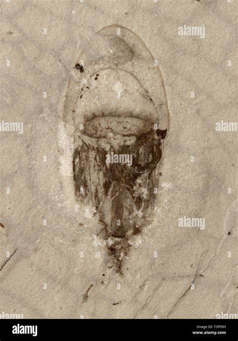 Jellyfish Fossil Hi Res Stock Photography And Images Alamy