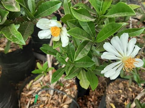 Xylotheca Kraussiana African Dog Rose Afrikaanse Hondsroos Umbalekani