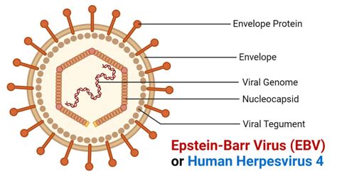 Epstein-Barr Virus (EBV) or Human Herpesvirus 4- An Overview