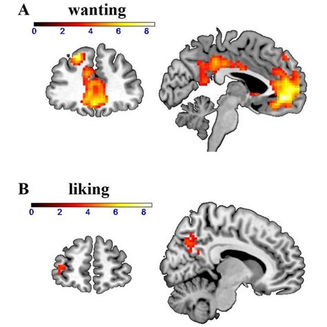 Neural Correlates Of A Wanting And B Liking Independently Of