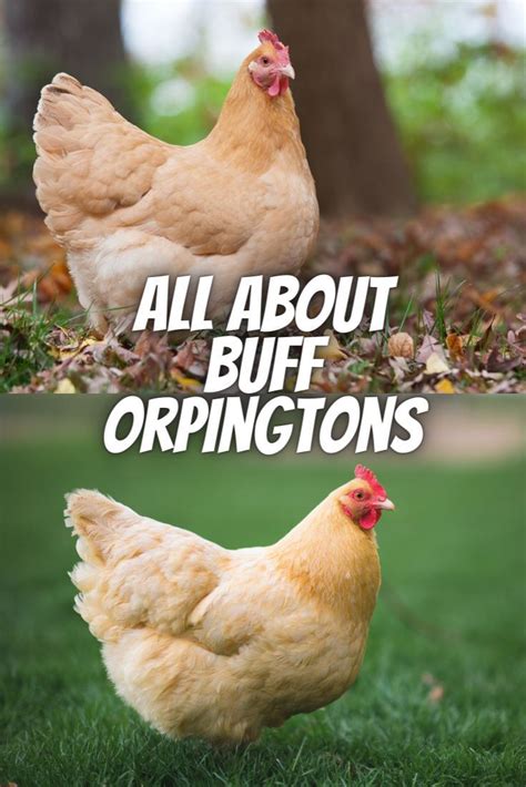 Buff Orpington Chicken Breed Everything You Could Ever Want To Know