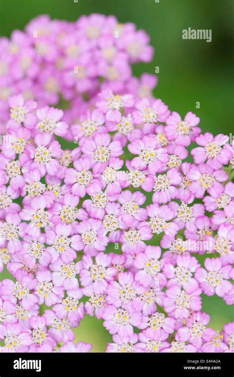 Yarrow Achillea Millefolium Pretty Belinda Stock Photo Alamy