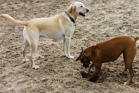 Comportamenti Strani Del Cane I Pi Divertenti