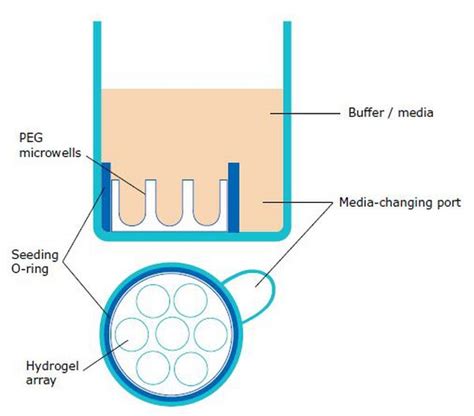 Millicell Microwell 400 µm U bottom 96 well Hydrogel Plates 5pk