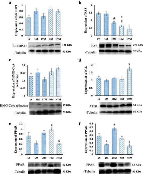 Effect Of Tcp Supplementation On The Expression Of Proteins Associated