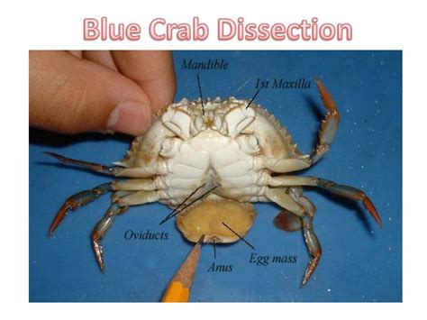 Blue Crab Diagram : Louisiana Fisheries | Dozorisozo