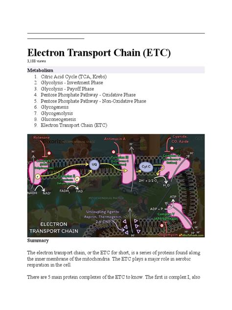 Electron Transport Chain | Download Free PDF | Electron Transport Chain ...