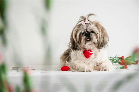Shih Tzu Skin Rashes Pictures: Identifying Causes & Symptoms