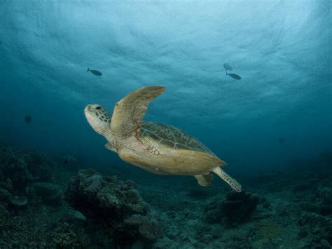 Green Turtle | Sea Turtles | Species | WWF