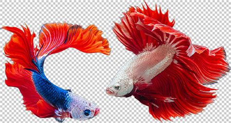 Betta fish transparentní png