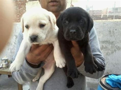 Good Quality Labrador Male And Female Puppies For Sale Chennai For