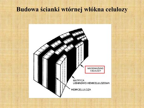 Ppt Chemia Stosowana W Drzewnictwie Iii Powerpoint Presentation Free