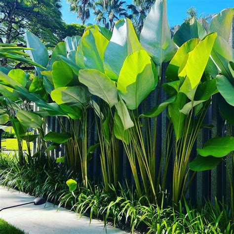 Jual Tanaman Pisang Calathea Lutea Tinggi 2 Meter Indoor Outdoor