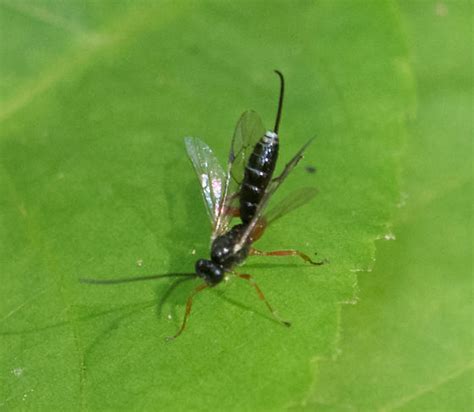 Ichneumon Wasp Sp Maybe Genus Pimpla Group BugGuide Net