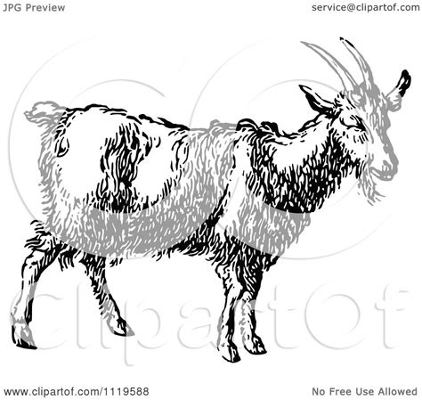 Clipart Of A Retro Vintage Black And White Goat Royalty Free Vector