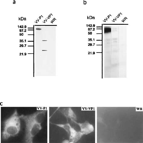 Fmdv Polypeptides Expressed In Vaccinia Recombinants Are Recognized By