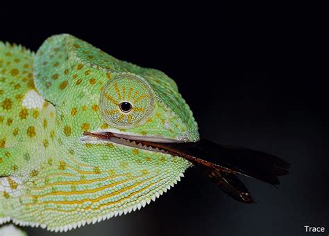 Flapneck, Graceful & Senegal Chameleons | Chameleon Forums