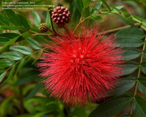 Plantfiles Pictures Calliandra Species Pompon Red Powder Puff Tree