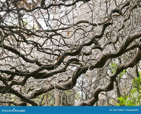 Lowveld National Botanical Garden, Nelspruit Stock Image - Image of garden, south: 126714027