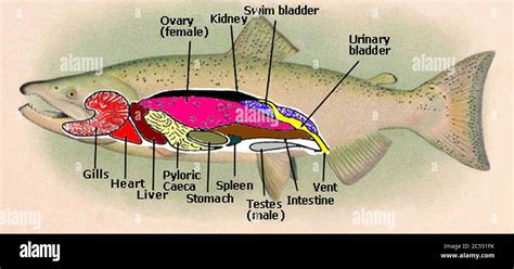 Internal salmon anatomy Stock Photo - Alamy