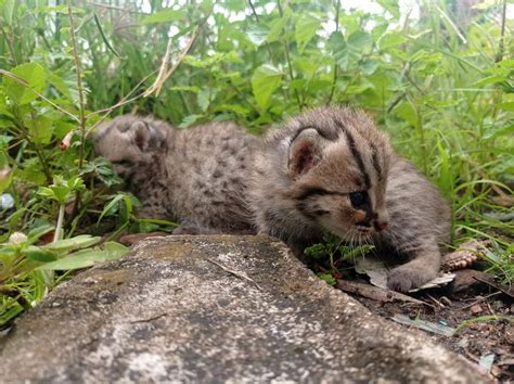 Dua Anak Kucing Hutan Diselamatkan Petani Di Lamongan