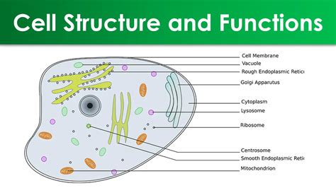 Functions Of A Cell Diagram Khan Describe The Structure Of C