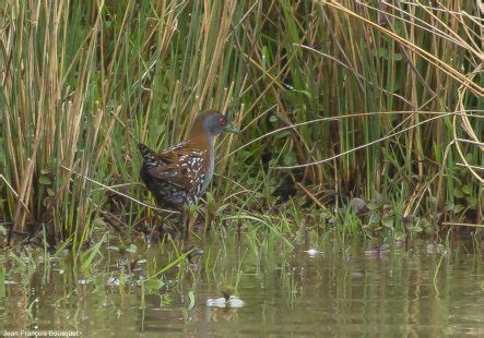 Le Domaine des Oiseaux de Mazères Ariège une zone humide créée