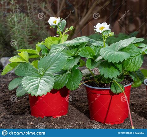 Plantas De Morango Jovens Flores Brancas Prontas Para Serem