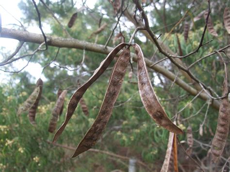 Acacia Koa Seed Pods These Three Pods All Developed From A Flickr