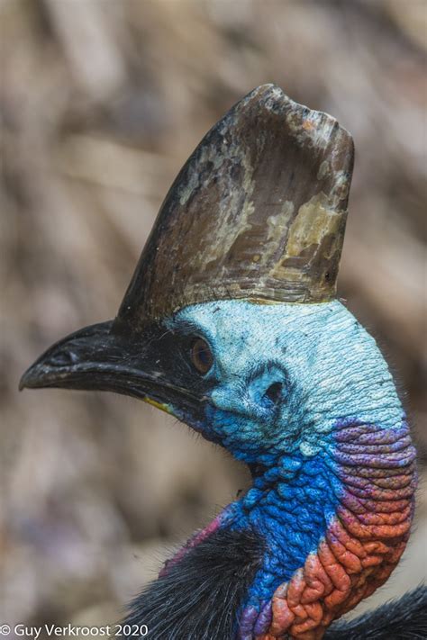 Cassowary Corner On Twitter Cassowary Birdphotography